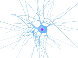 Image of nerve cell